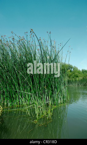 CLUB COMUNE-RUSH Schoenoplectus lacustris Foto Stock