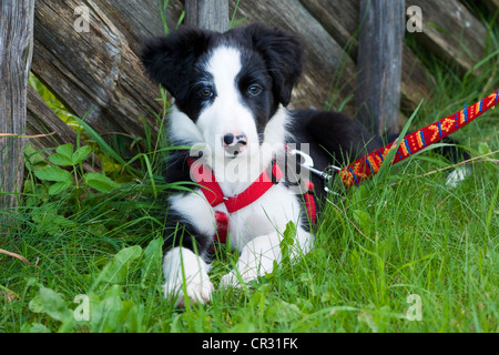 Border Collie, cucciolo, con il sistema di cavi e il guinzaglio, sdraiato su un prato Foto Stock