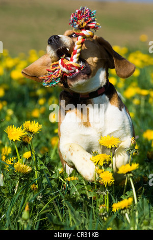 Beagle in esecuzione con il giocattolo nella sua bocca attraverso il prato di dente di leone Foto Stock
