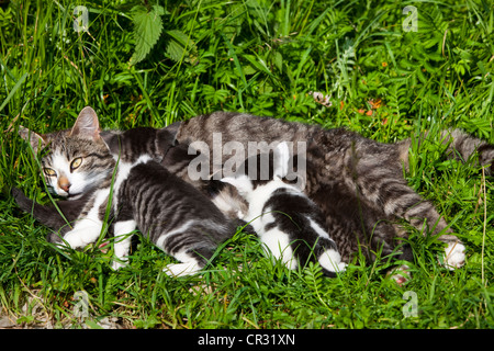 Grigio tabby gatto domestico il lattante i suoi gattini mentre giaceva in erba, Tirolo del nord, Austria, Europa Foto Stock