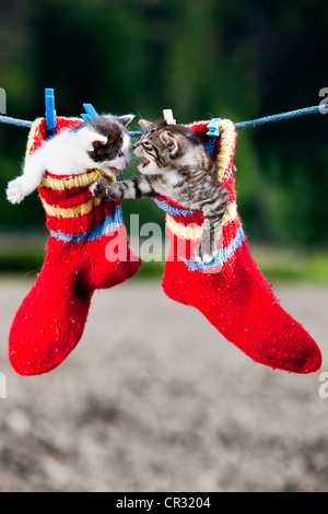 I gattini di lotta mentre appeso alle calze di lana su uno stendibiancheria, Tirolo del nord, Austria, Europa Foto Stock