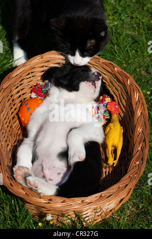 Bianco e nero gatto domestico lo sniffing di un Border Collie cucciolo che dorme in un cestello, Tirolo del nord, Austria, Europa Foto Stock