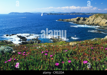 Francia, Var, Ile de Porquerolles, Pointe du Langoustier Foto Stock