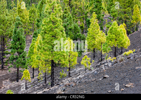 Giovani alberi di pino che cresce su roccia vulcanica nel Parco Nazionale di Teide, sito Patrimonio Mondiale dell'UNESCO, Tenerife, Isole Canarie Foto Stock