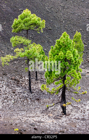 Giovani alberi di pino che cresce su roccia vulcanica nel Parco Nazionale di Teide, sito Patrimonio Mondiale dell'UNESCO, Tenerife, Isole Canarie Foto Stock