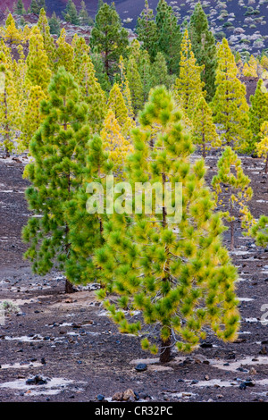 Giovani alberi di pino che cresce su roccia vulcanica nel Parco Nazionale di Teide, sito Patrimonio Mondiale dell'UNESCO, Tenerife, Isole Canarie Foto Stock