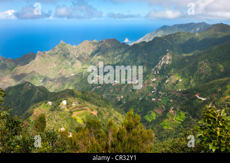 Nel Las Montanas de Anaga, Macizo de Anaga montagne, Tenerife, Spagna, Europa Foto Stock