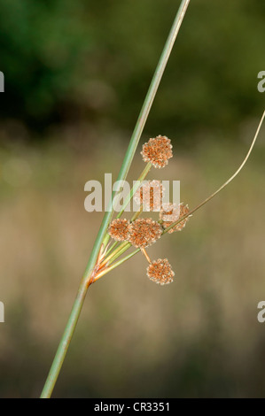 A TESTA TONDA CLUB-RUSH Scirpoides holoschoenus Foto Stock