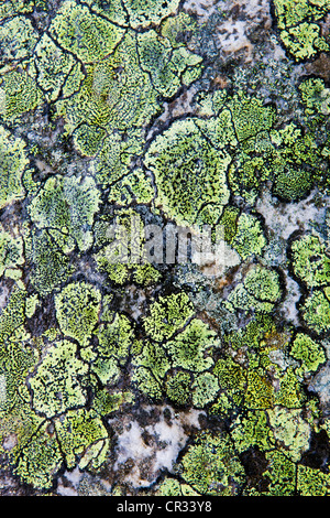 Mappa lichen su una pietra, Norvegia, Scandinavia, Europa Foto Stock