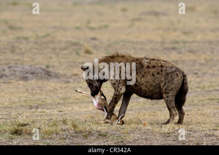 Kenia Masai Mara riserva nazionale, Spotted Hyena (Crocuta crocuta) e la nuova nata Thomson gazzella Foto Stock