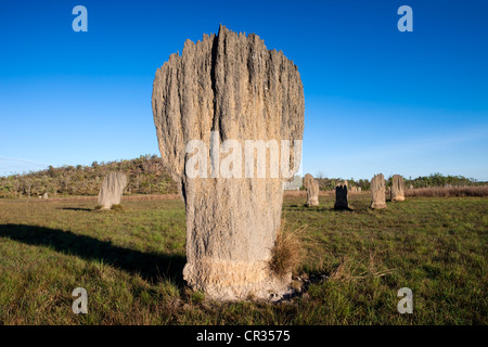 La bussola o tumuli magnetico costruito da termiti magnetico (Amitermes meridionalis), il Parco Nazionale di Litchfield, Territorio del Nord Foto Stock