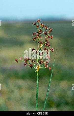 SALTMARSH RUSH Juncus gerardii (Juncaceae) Foto Stock