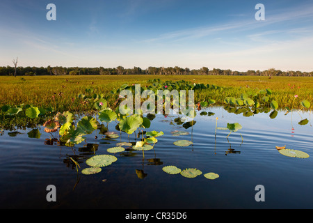 Acqua gialla zone umide o laguna, il Parco Nazionale Kakadu, Territorio del Nord, l'Australia Foto Stock