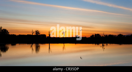 Giallo zone umide di acqua o della laguna al tramonto, il Parco Nazionale Kakadu, Territorio del Nord, l'Australia Foto Stock