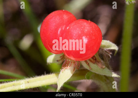 Pietra di frutta rovo Rubus saxatilis (Rosacee) Foto Stock