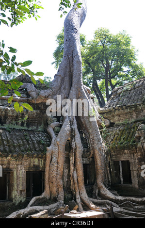 Ta Prohm tempio complesso, strangler fig (ficus sp.), Angkor, Siem Reap, Cambogia, sud-est asiatico Foto Stock