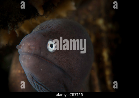 Bianco-eyed moray (la Siderea thysoidea), Lembeh Straits di Indonesia Foto Stock