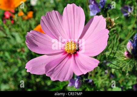 Giardino Cosmo o messicano Aster (Cosmea bipinnata), Schwaebisch Gmuend, Baden-Wuerttemberg, Germania, Europa Foto Stock