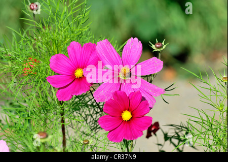 Giardino Cosmo o messicano Aster (Cosmea bipinnata), Schwaebisch Gmuend, Baden-Wuerttemberg, Germania, Europa Foto Stock