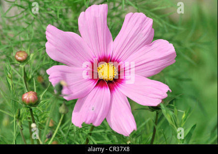 Giardino Cosmo o messicano Aster (Cosmea bipinnata), Schwaebisch Gmuend, Baden-Wuerttemberg, Germania, Europa Foto Stock