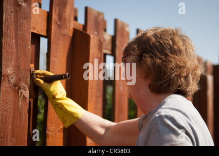 Pittura donna recinzione di legno con un conservante. Scozia UK Foto Stock