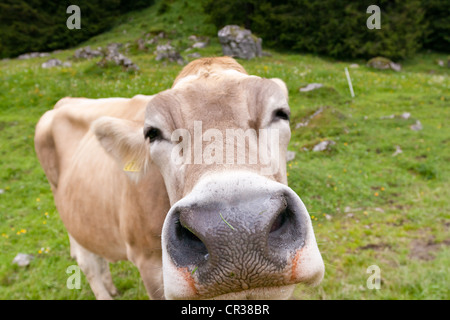 In Svizzera bovini di Razza Braunvieh (Bos taurus primigenius), su pascoli, Appenzello esterno o esterna di Rodi, Svizzera, Europa Foto Stock