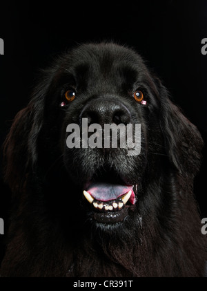 Cane di Terranova ritratto Foto Stock