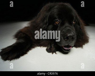 Cane di Terranova ritratto Foto Stock