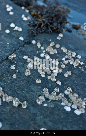 Piccoli ricci di bianco su una roccia con erba di mare in background Foto Stock