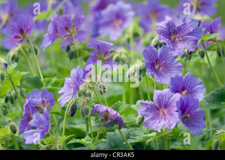 Johnson blu gerani perenni Foto Stock