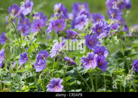 Johnson blu gerani perenni Foto Stock
