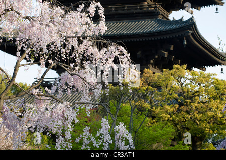 Giappone, isola di Honshu, Kinki regione, città di Kyoto, Toji Ji Patrimonio Mondiale UNESCO Foto Stock