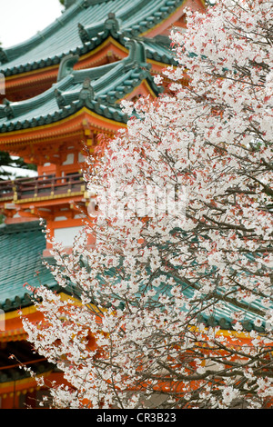 Giappone, isola di Honshu, Kinki regione, città di Kyoto, Jinju Heian Shrine Temple, la fioritura dei ciliegi (Sakura in giapponese) Foto Stock