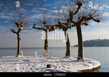 Banco sotto i platani (Platanus) con vista sul lago di Costanza in inverno, Isola di Mainau, Baden-Wuerttemberg, Germania, Europa Foto Stock