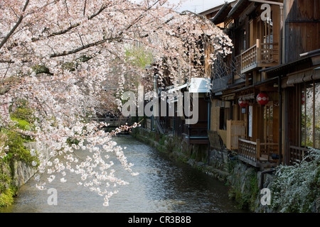 Giappone, isola di Honshu, Kinki regione, città di Kyoto, il quartiere di Gion Foto Stock