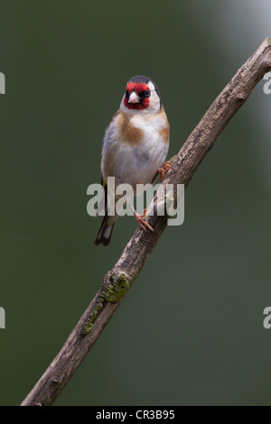 Cardellino Carduelis caduelis (Fringillidae) arroccato Foto Stock