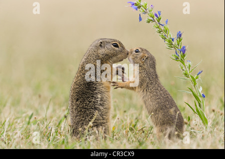 Massa (scoiattolo Spermophilus citellus), Neusiedler See parco nazionale, Austria, Europa Foto Stock