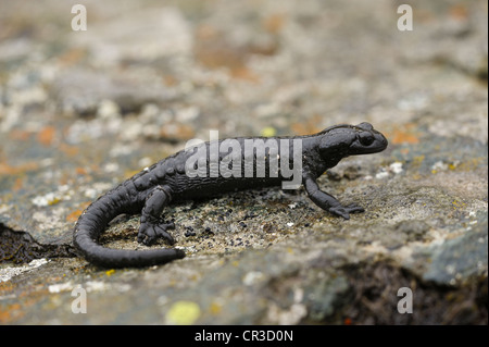 Alpine (Salamandra salamandra atra), il parco nazionale degli Alti Tauri, Austria, Europa Foto Stock