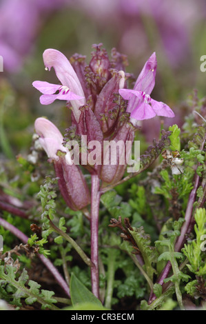 LOUSEWORT Pedicularis sylvatica (Scrophulariaceae) Foto Stock