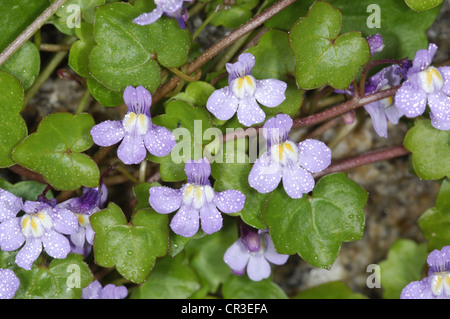 Edera-LASCIAVA TOADFLAX Cymbalaria muralis (Scrophulariaceae) Foto Stock