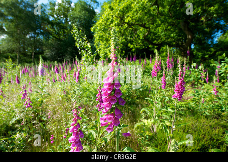 Foxglove Digitalis purpurea e heather in un prato selvatico su Reigate Heath Surrey su un soleggiato giugno mattina Foto Stock