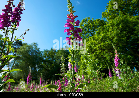 Foxglove Digitalis purpurea e heather in un prato selvatico su Reigate Heath Surrey su una soleggiata mattina di giugno insieme contro un cielo blu Foto Stock