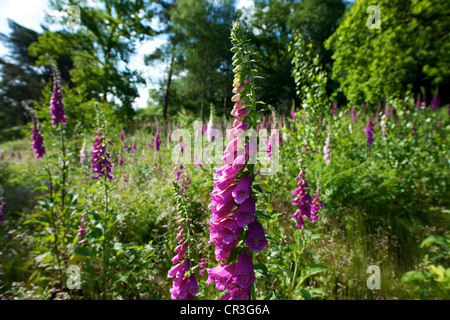 Foxglove Digitalis purpurea e heather in un prato selvatico su Reigate Heath Surrey su un soleggiato giugno mattina Foto Stock