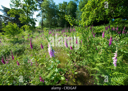 Foxglove Digitalis purpurea e heather in un prato selvatico su Reigate Heath Surrey su un soleggiato giugno mattina Foto Stock