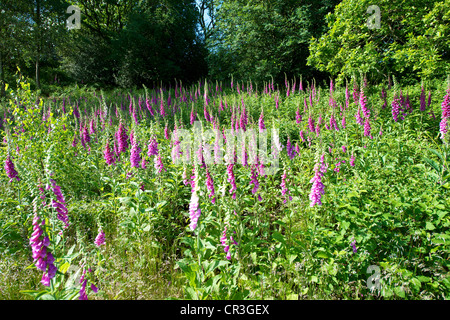 Foxglove Digitalis purpurea e heather in un prato selvatico su Reigate Heath Surrey su un soleggiato giugno mattina Foto Stock