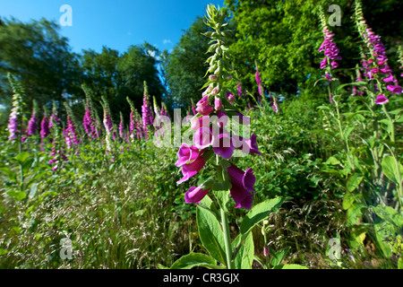 Foxglove Digitalis purpurea e heather in un prato selvatico su Reigate Heath Surrey su una soleggiata mattina di giugno insieme contro un cielo blu Foto Stock