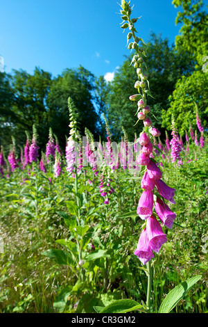 Foxglove Digitalis purpurea e heather in un prato selvatico su Reigate Heath Surrey su una soleggiata mattina di giugno insieme contro un cielo blu Foto Stock