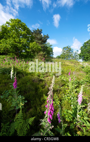 Foxglove Digitalis purpurea e heather in un prato selvatico su Reigate Heath Surrey su una soleggiata mattina di giugno insieme contro un cielo blu Foto Stock