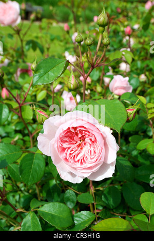 Fioritura Rose Rosa "la generosa giardiniere' Ausdrawn in giugno Foto Stock