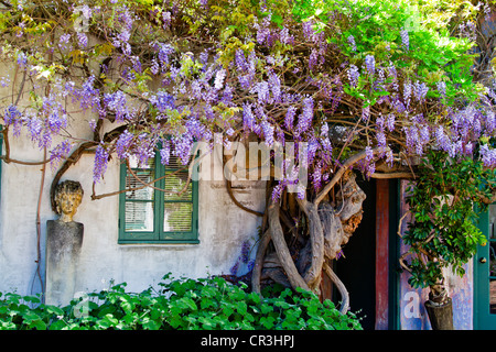 Albero di glicine a Meridian Studios di Santa Barbara in California" Foto Stock